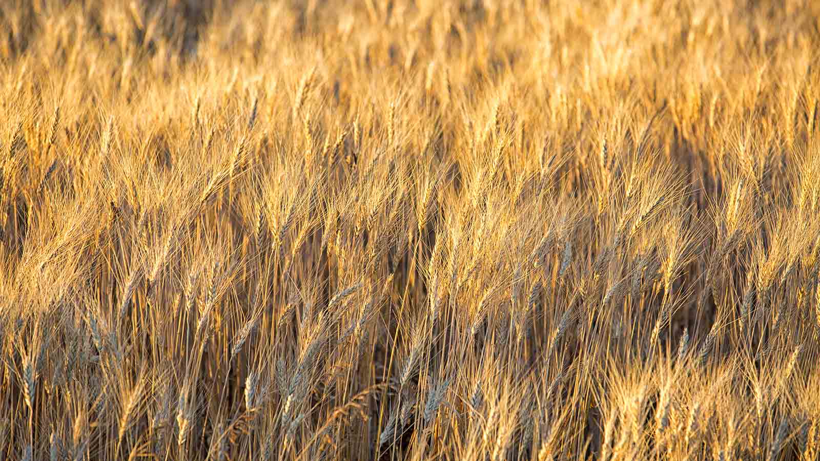 Harvest grains