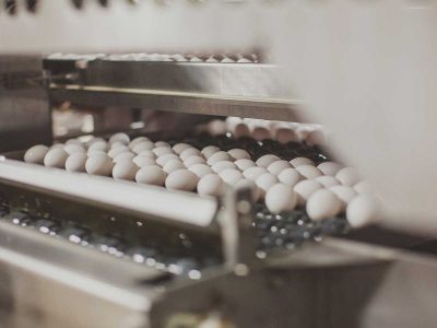 egg processing