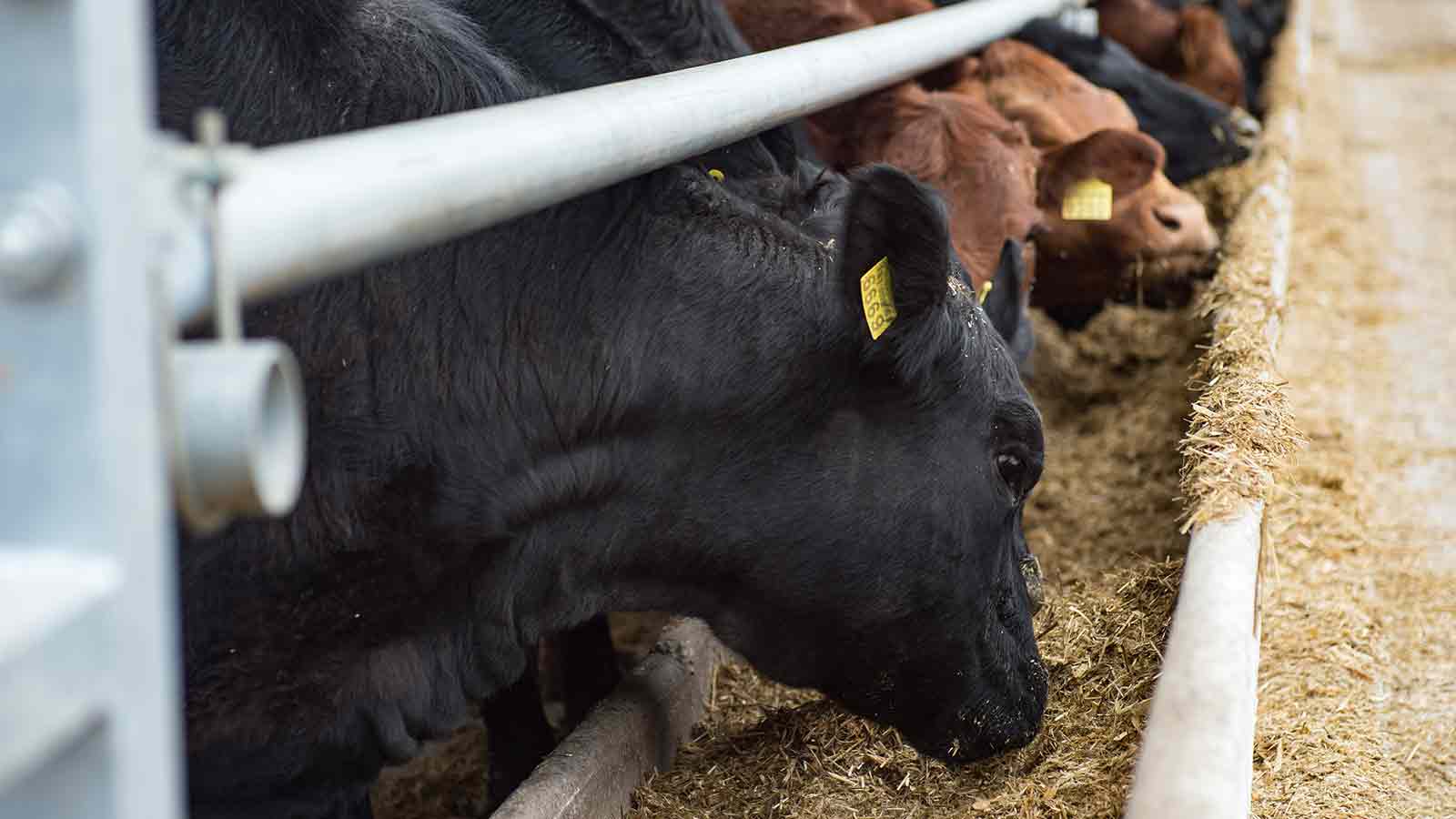livestock eating silage