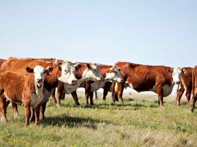 beef-cattle