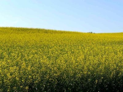 canola