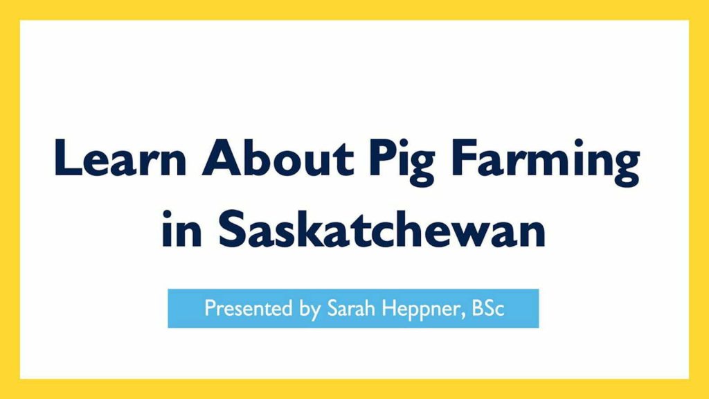 learn about pig farming