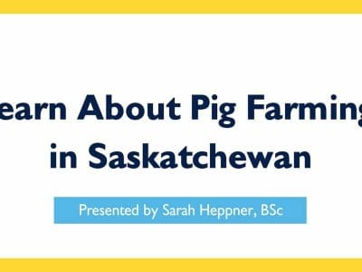 learn about pig farming