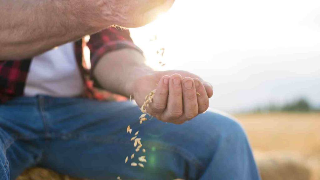 farmer holding oats