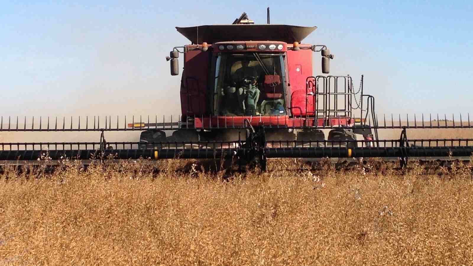 Harvesting oats