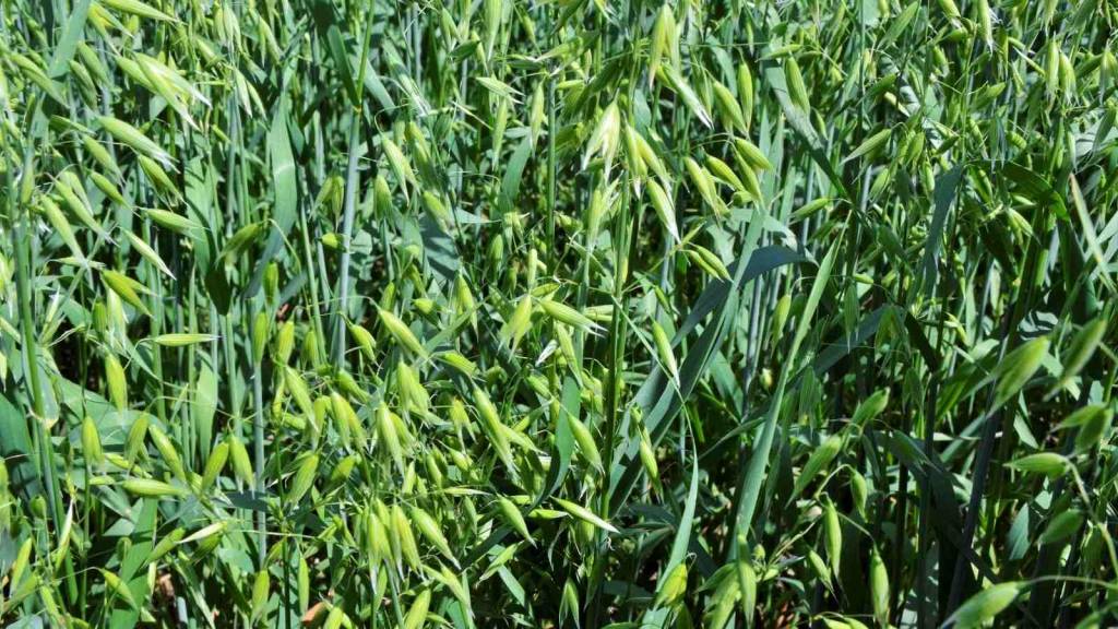 immature oat plant