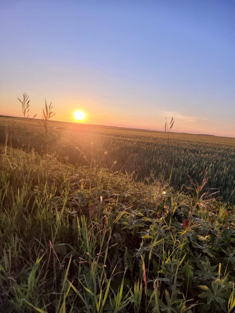 Sunset over the field