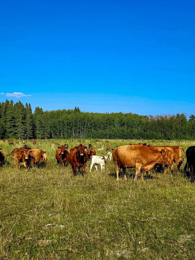 Cows Graving The Pasture