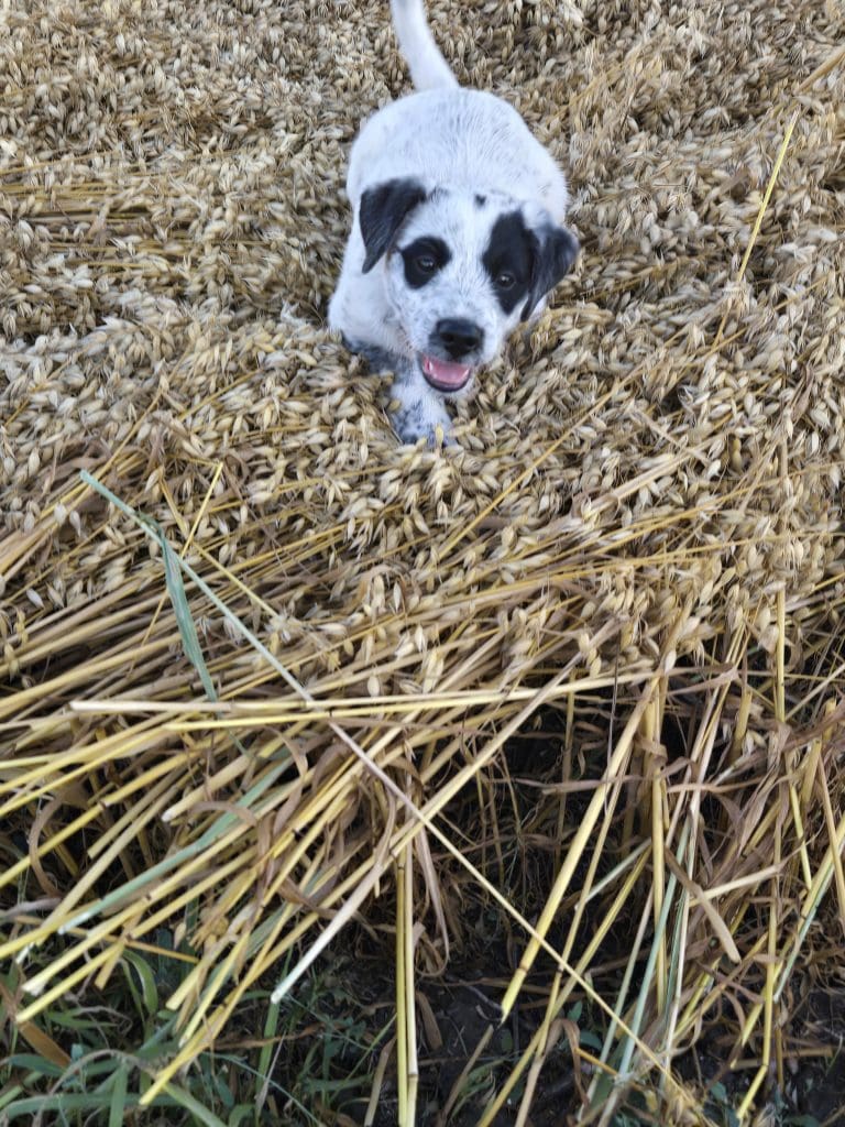 Do you have spots in your oats?