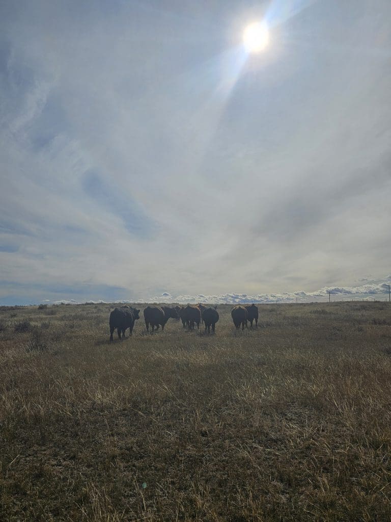 Bulls headed to fall grazing