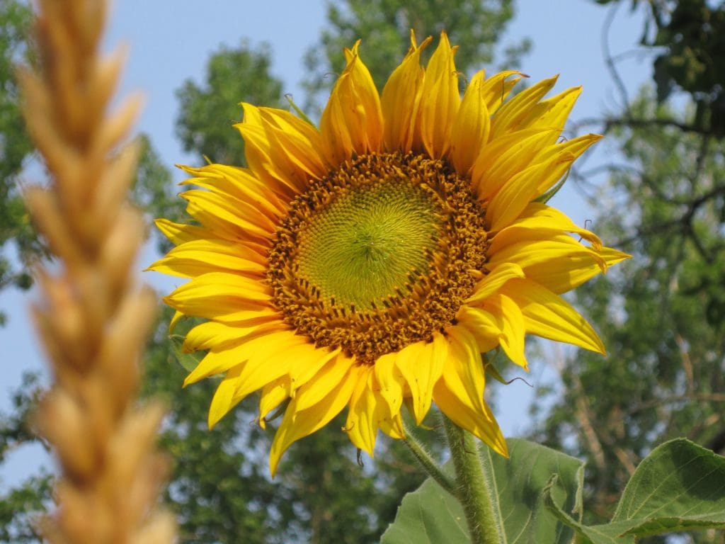 Sunflower