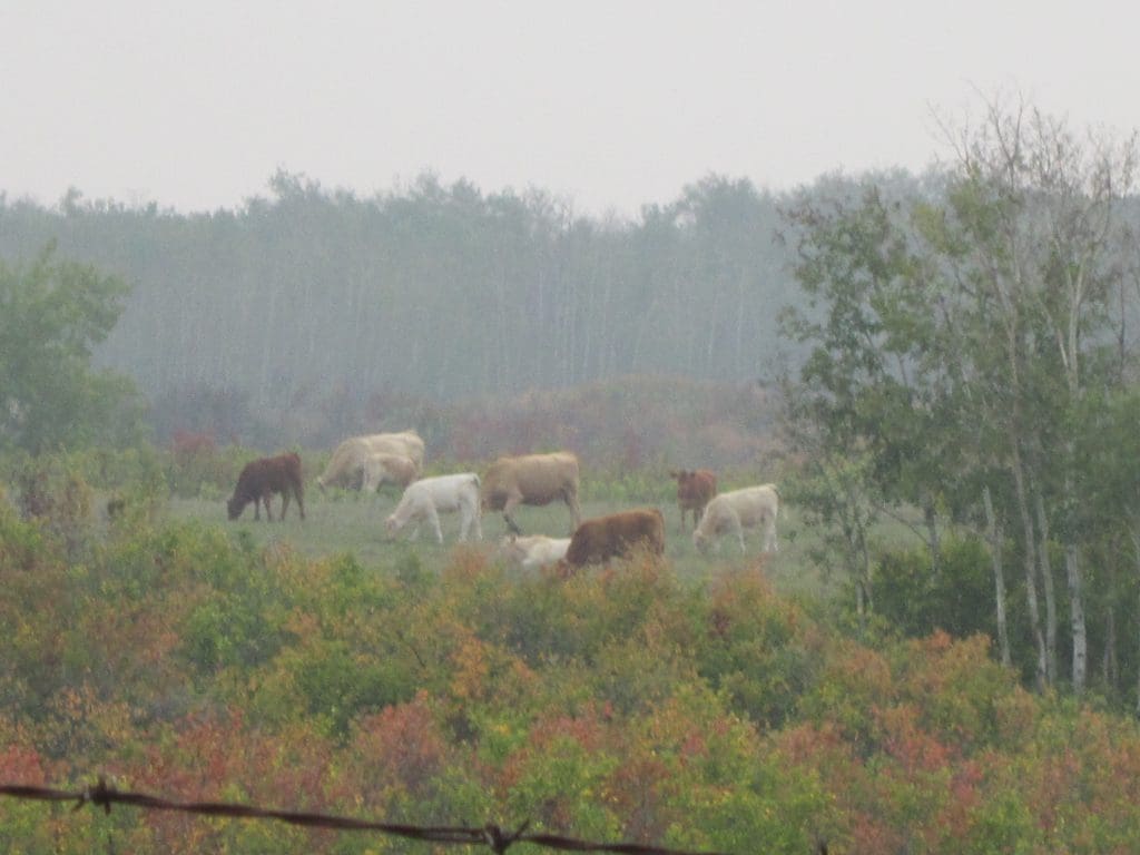 Cows in the Mist
