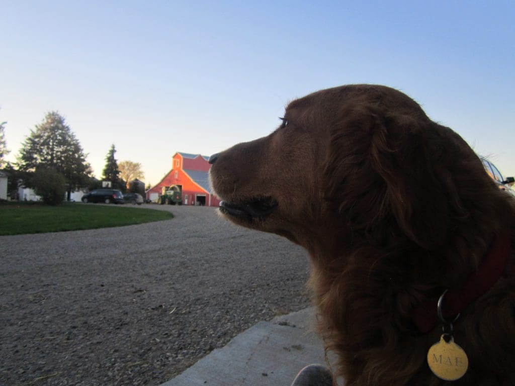 Man's Best Friend
