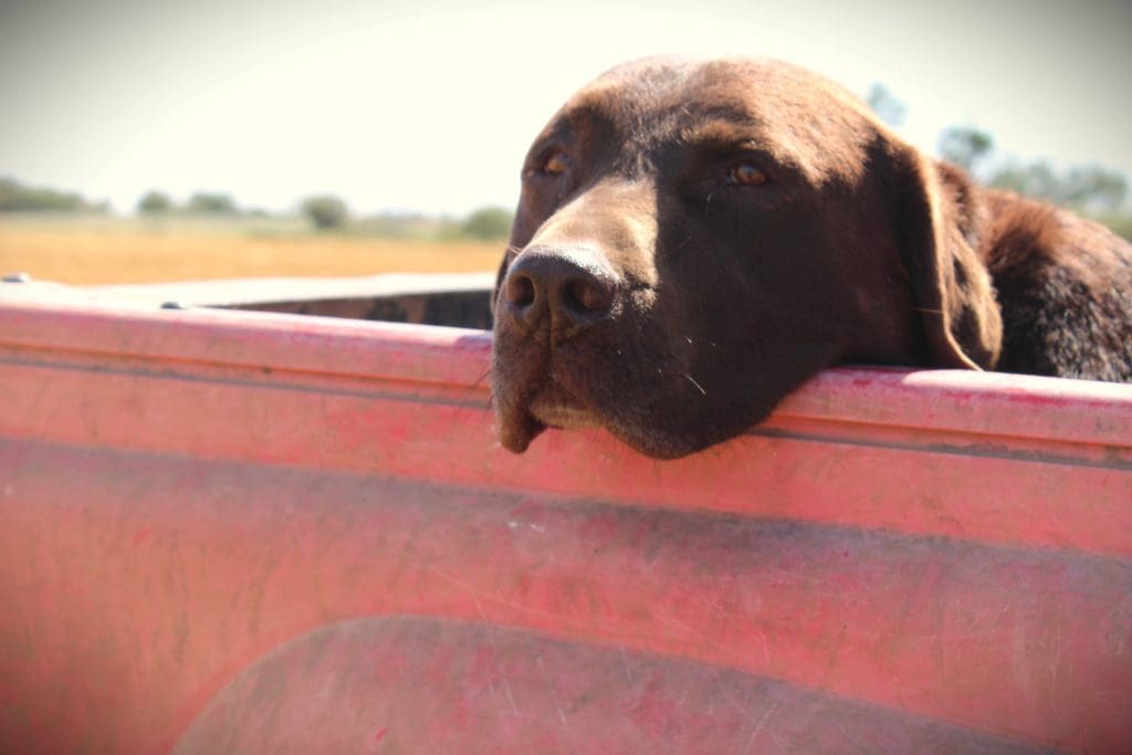 Loyal Companion