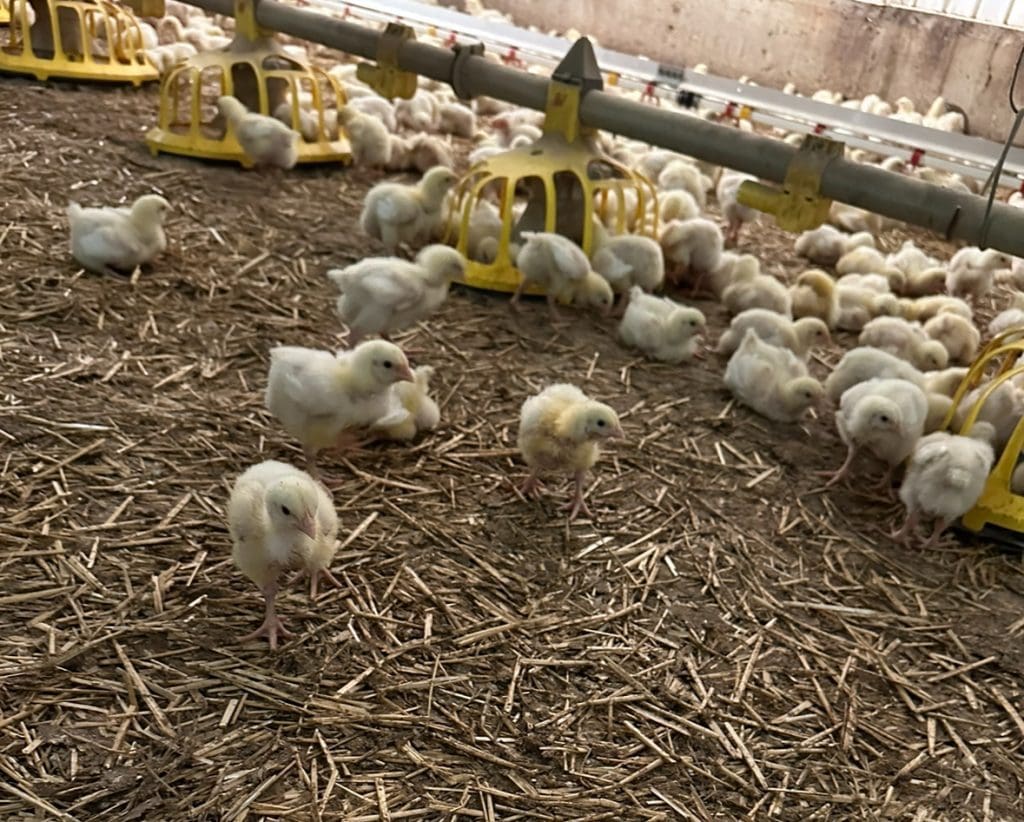 Chick out this amazing photo! 🐥