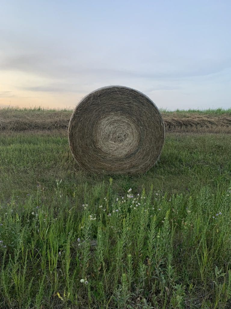 Bullseye in the Hay