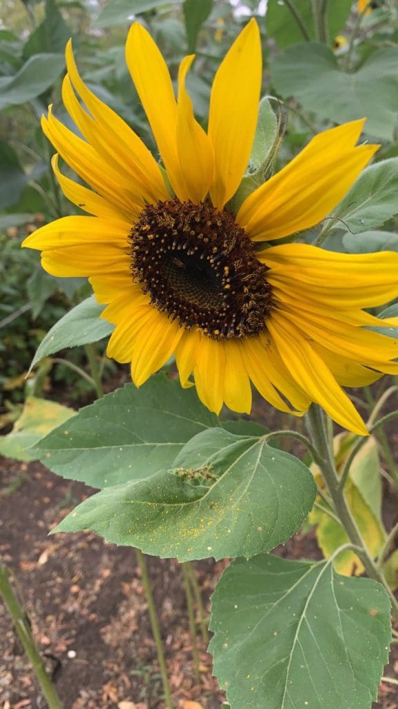 Blooming Bright.