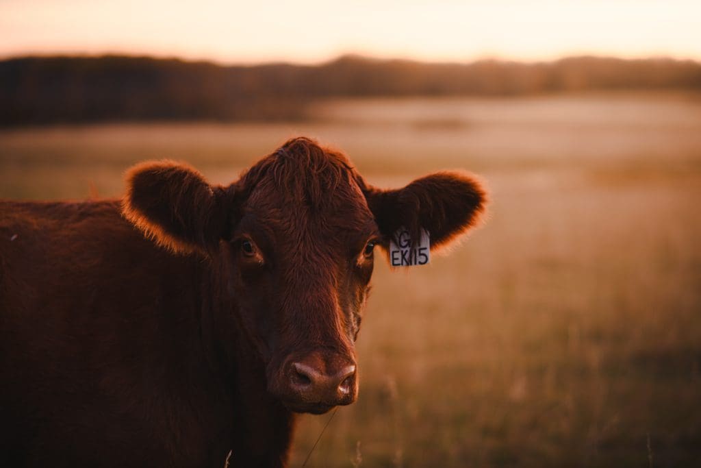 Waiting for corn season