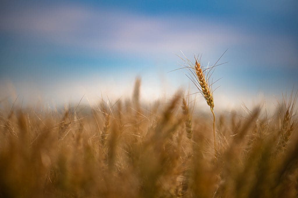A yield above the rest!