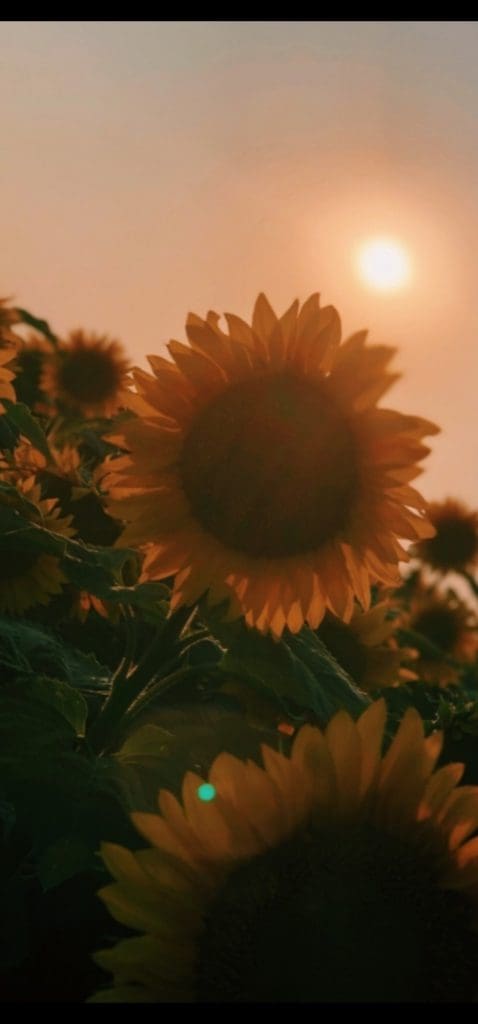 Field of Sunflowers