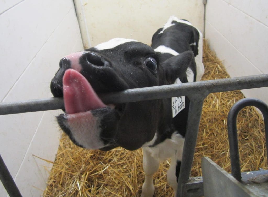 Long Licks