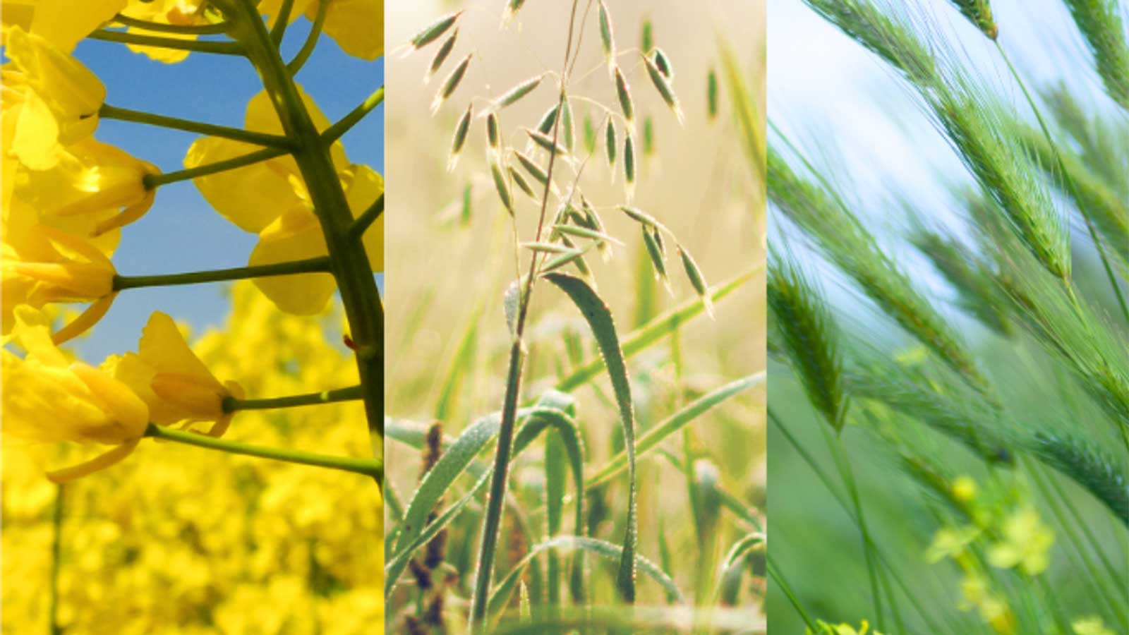 Crops-Event