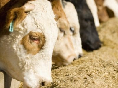 feeding-barley-to-cattle