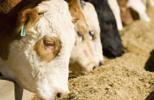 feeding-barley-to-cattle