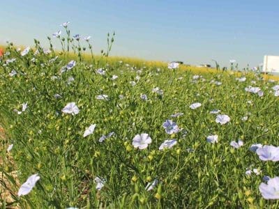 Flax-flowers
