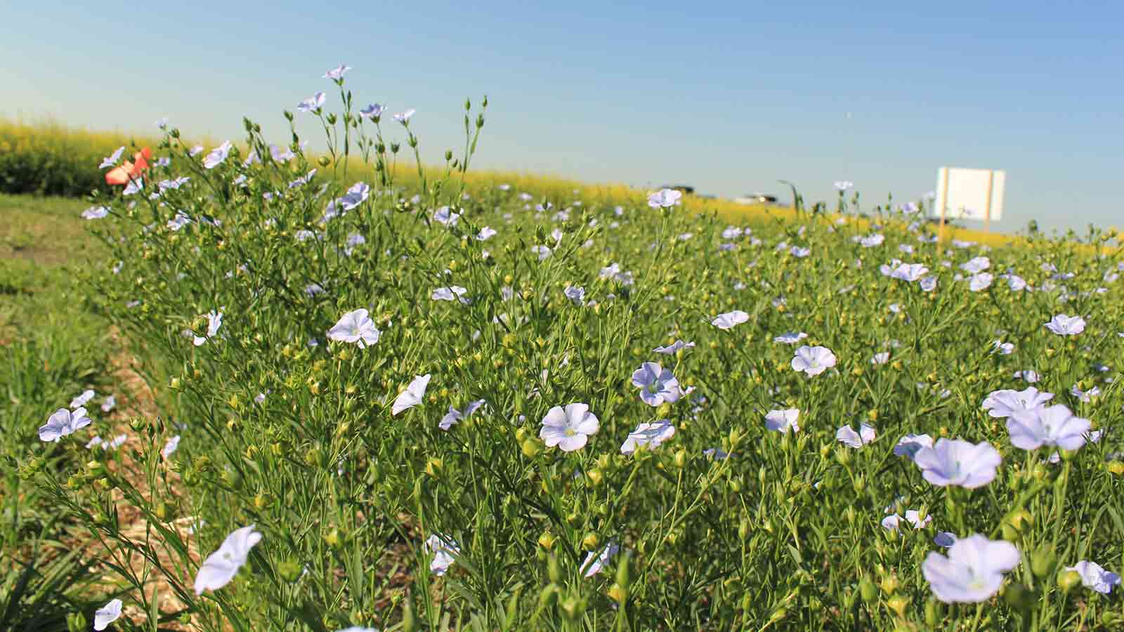 Flax-flowers