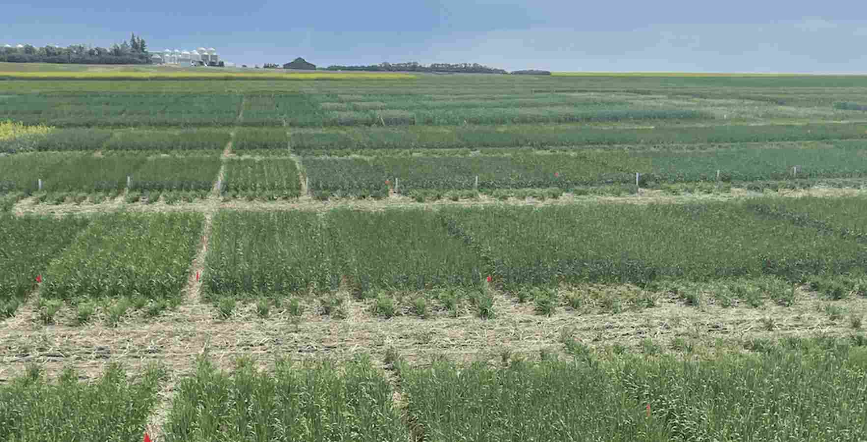 field plots at WARC