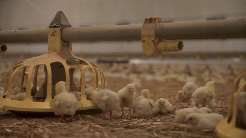 CFS-Virtual-Tour-Chickens